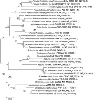 Rapid biodegradation of atrazine by a novel Paenarthrobacter ureafaciens ZY and its effects on soil native microbial community dynamic